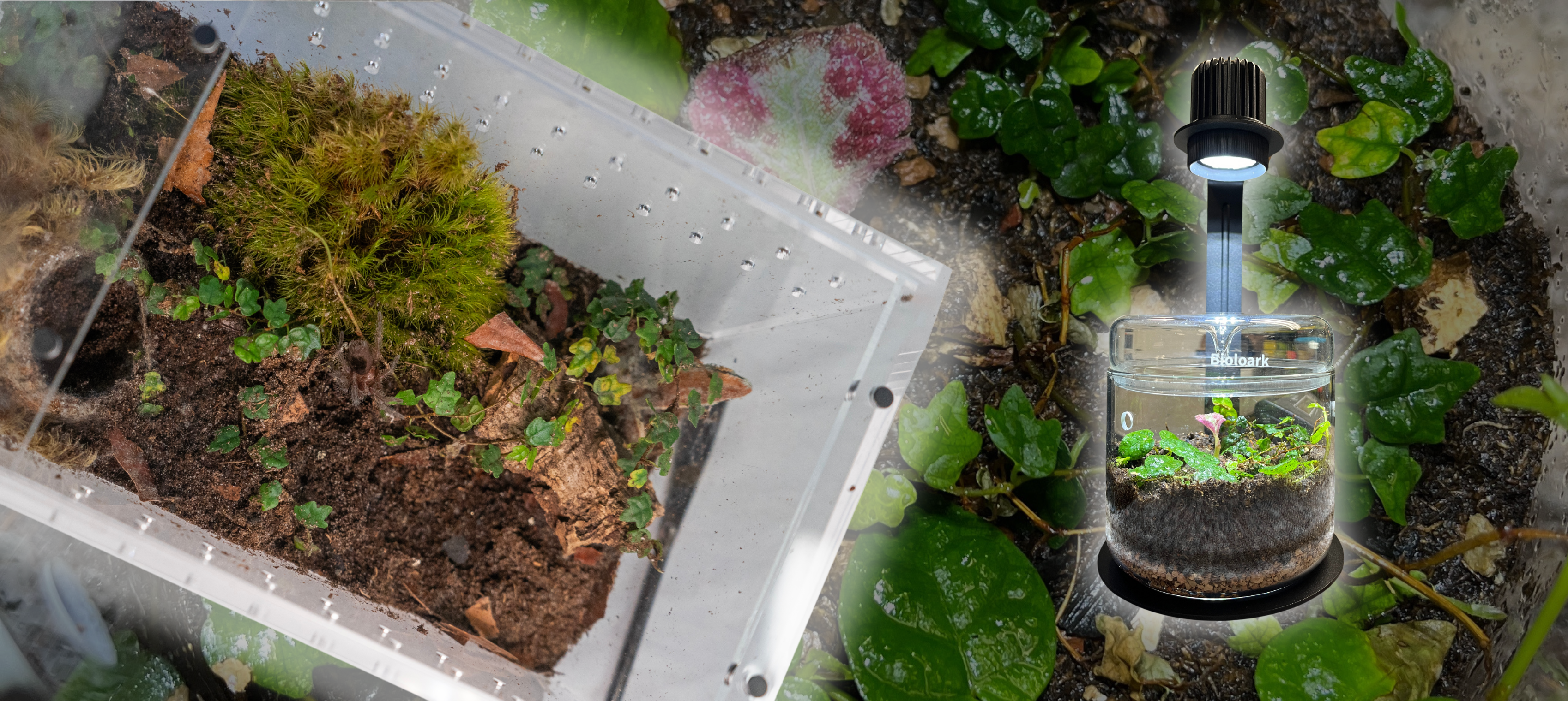 Mini Terrariums and Tarantula Habitats