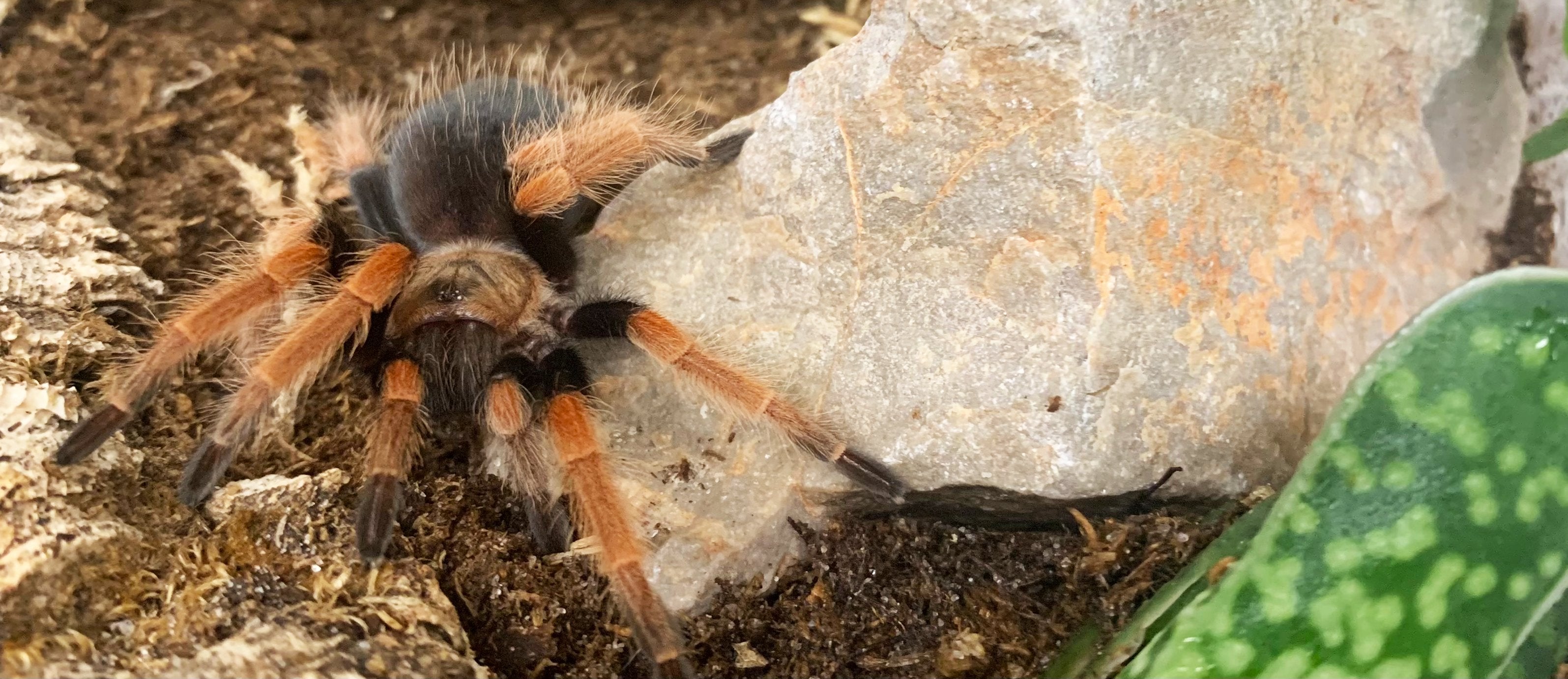 Plants for arachnids, tropical and desert