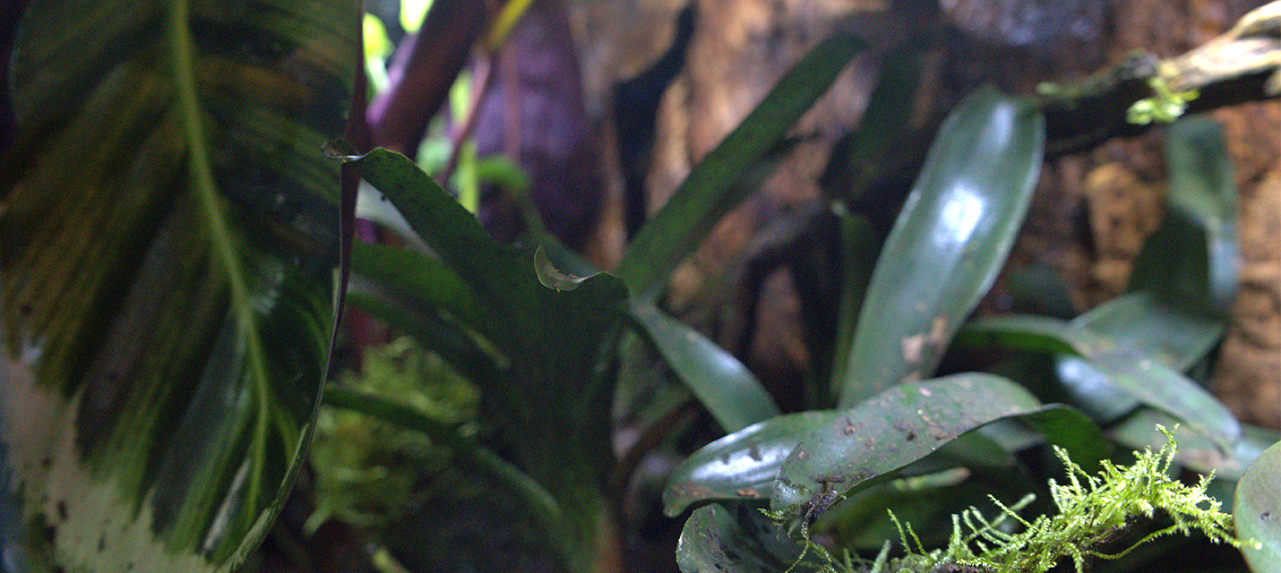 Reptile Terrarium Backgrounds