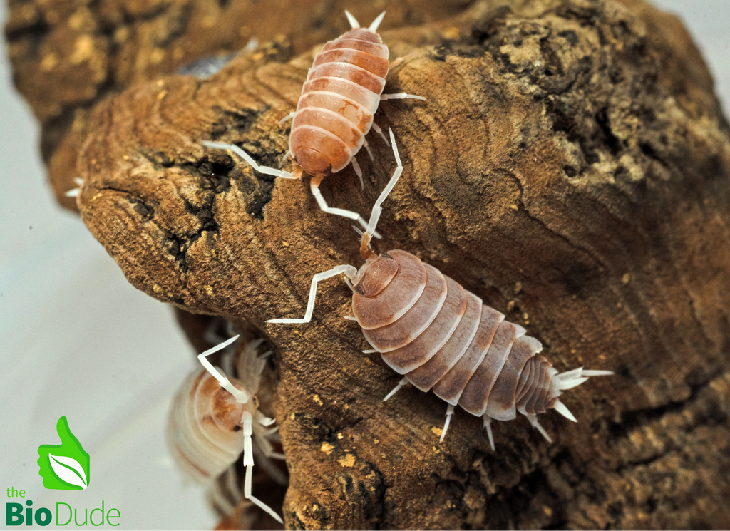 Porcellionides pruinosus "Orange Cream" Isopods FREE SHIPPING