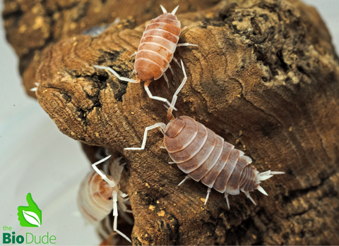 Porcellionides pruinosus "Orange Cream" Isopods FREE SHIPPING