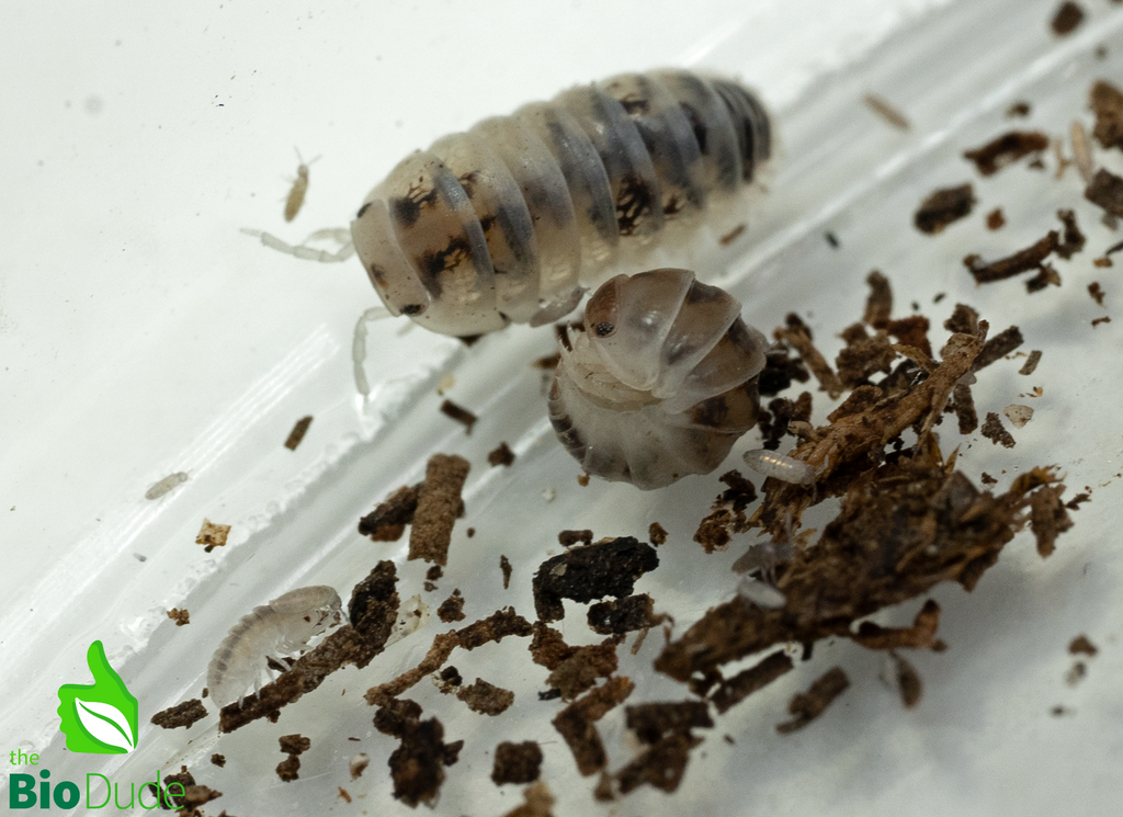 Venezillo parvus "Dalmatian" Isopods FREE SHIPPING