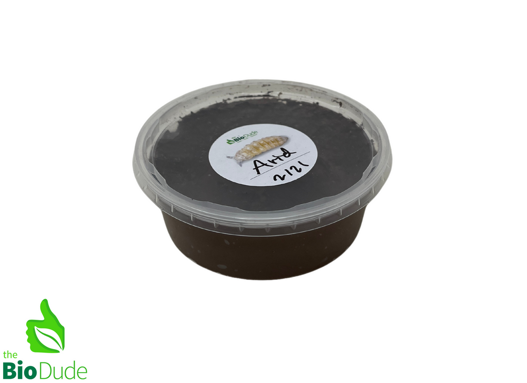 Springtails - Arid Environments - 8 ounce container FREE SHIPPING