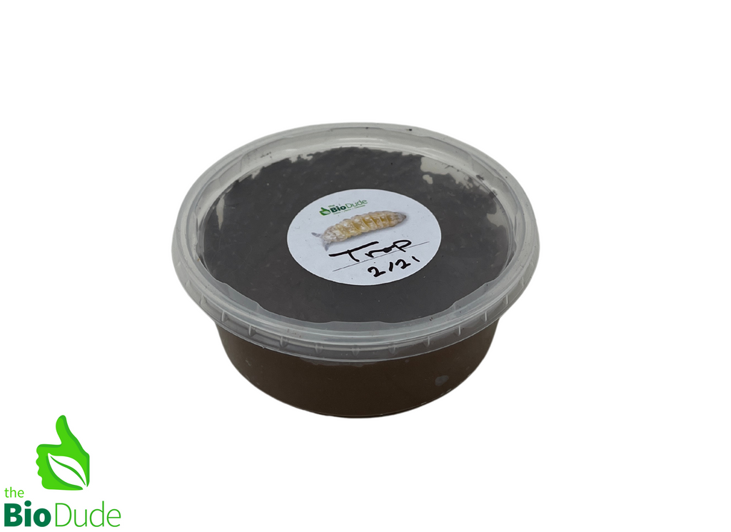 Springtails - Tropical Environments - 6 ounce container FREE SHIPPING
