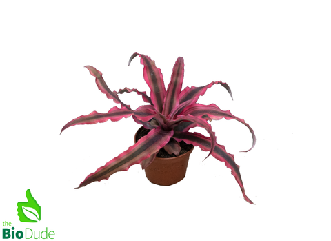 3" Pot Cryptanthus Earth Star Dude's Choice