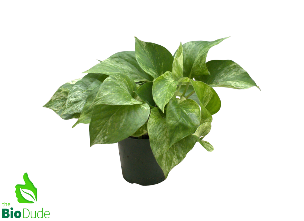 4" Pot Marble Queen Pothos