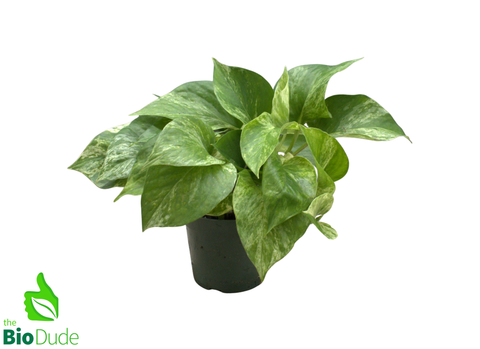 4" Pot Marble Queen Pothos