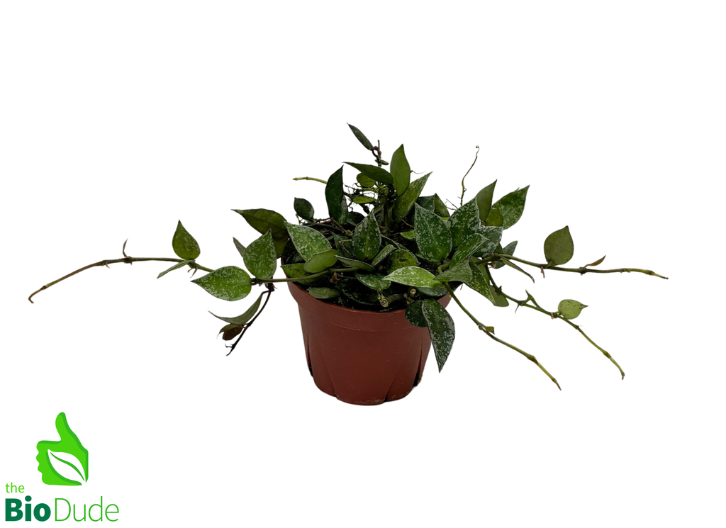 4" Pot Hoya Krohniana Silver Splash