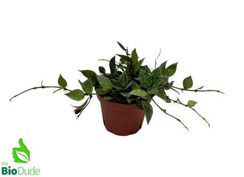 4" Pot Hoya Krohniana Silver Splash