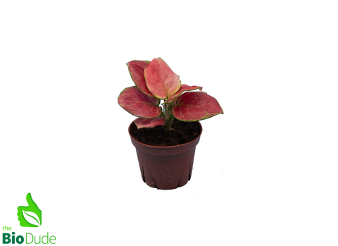 4" Pot Aglaonema Geely Red
