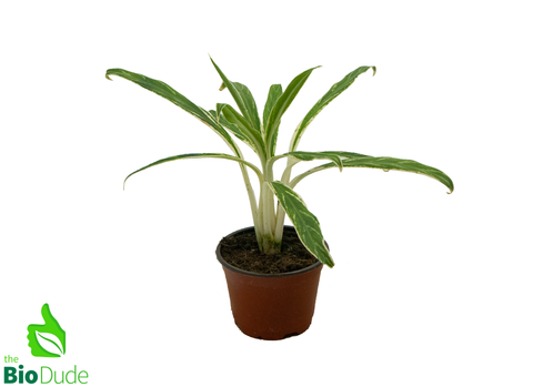 4" Pot Aglaonema Bamboo