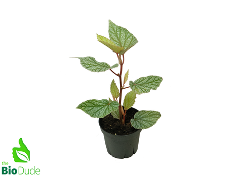 4" Pot Begonia Snow Capped