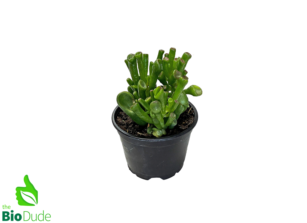 4" Pot Crassula Hobbit