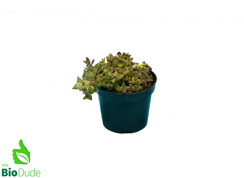 4" Pot Crassula Origami