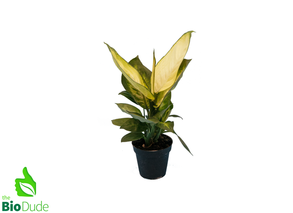 dieffenbachia camille size Dieffenbachia Camille Plant for Reptiles