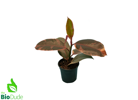 4" Pot Ficus Elastica Ruby