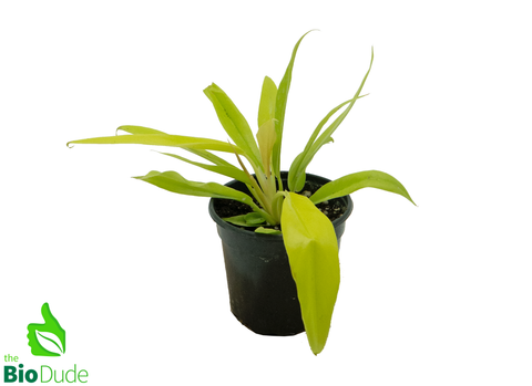 4" Pot Sweetheart Philodendron Lemon Lime