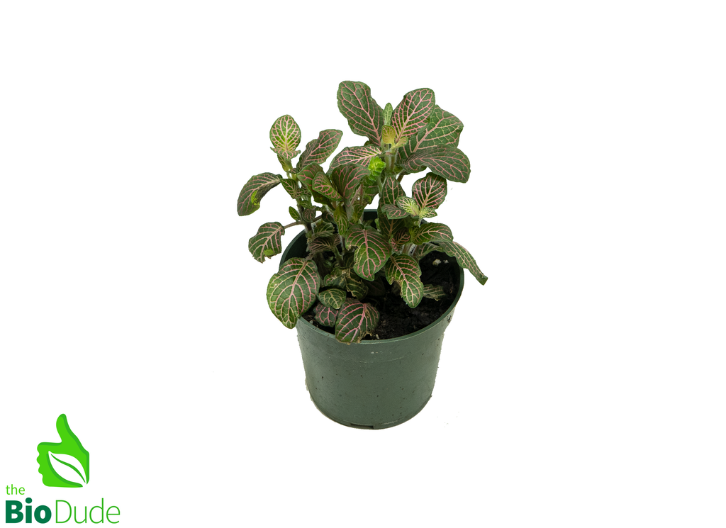 4" Pot Fittonia Pink