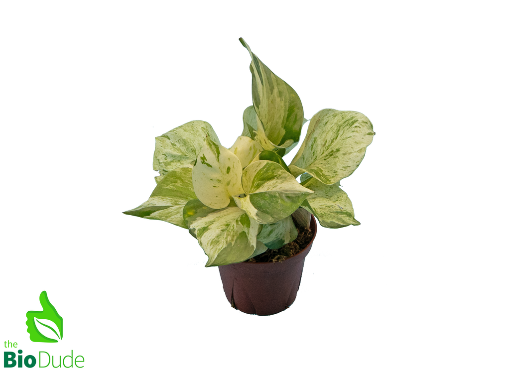 4" Pot Pothos Manjula