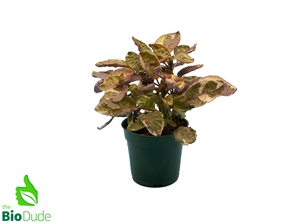 4" Pot Purple Belgian Waffle