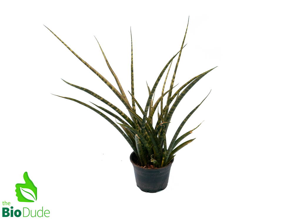 4" Pot Sansevieria Fernwood