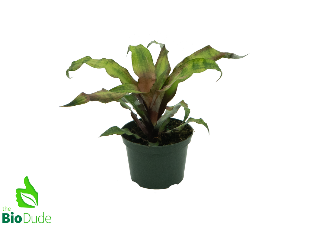 5" Pot Cryptanthus Strawberry