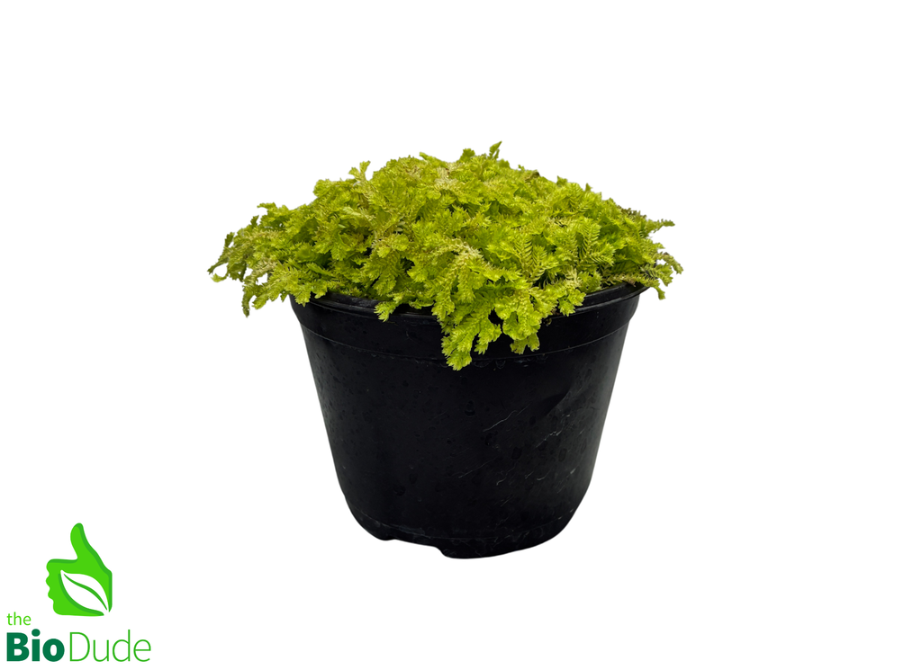 6" Pot Selaginella Gold Clubmoss