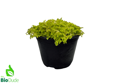 6" Pot Selaginella Gold Clubmoss