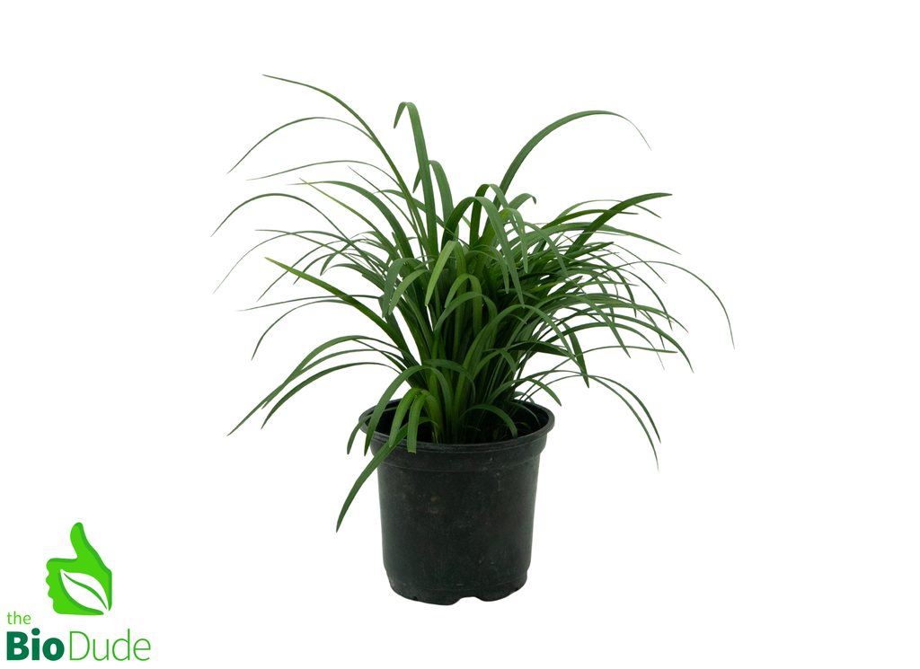 Large 6"/Small 1 Gal Pot - Liriope Grass Super Blue