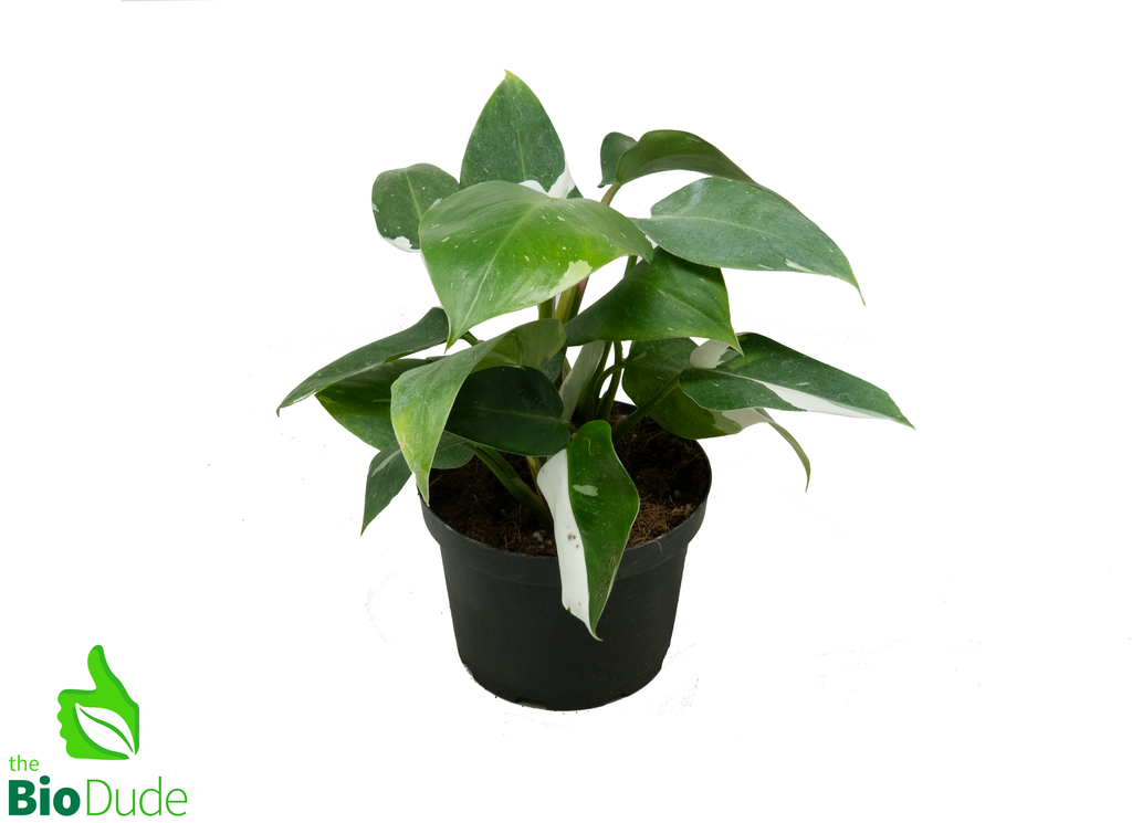 6" Pot Philodendron White Wizard