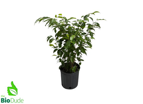 8" Pot Ficus Bush-Form Tree -Large