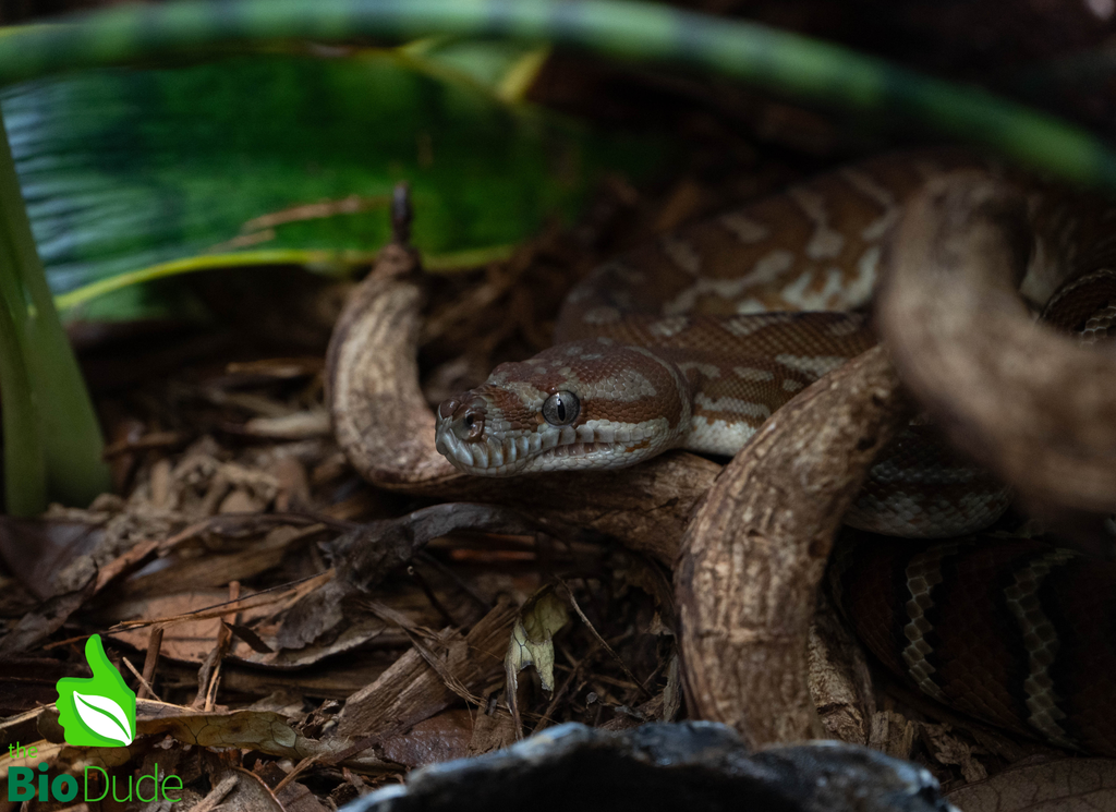 Morelia Bredli Python - Marshmallow