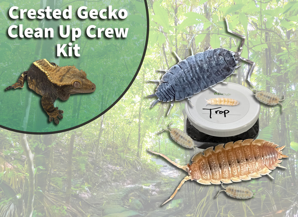 Crested Gecko Clean Up Crew Pack  FREE SHIPPING