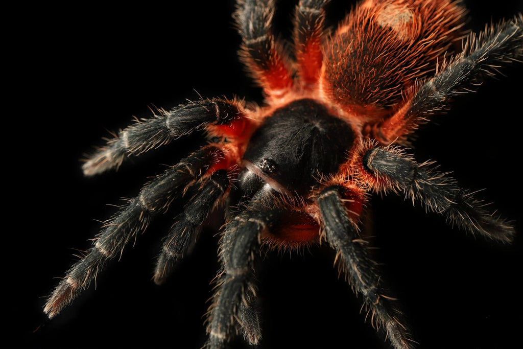 Davus sp Panama - Lava Spider Tarantula for Sale | TDE