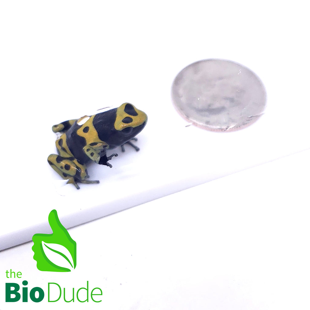 Dendrobates leucomelas ‘bumblebee’