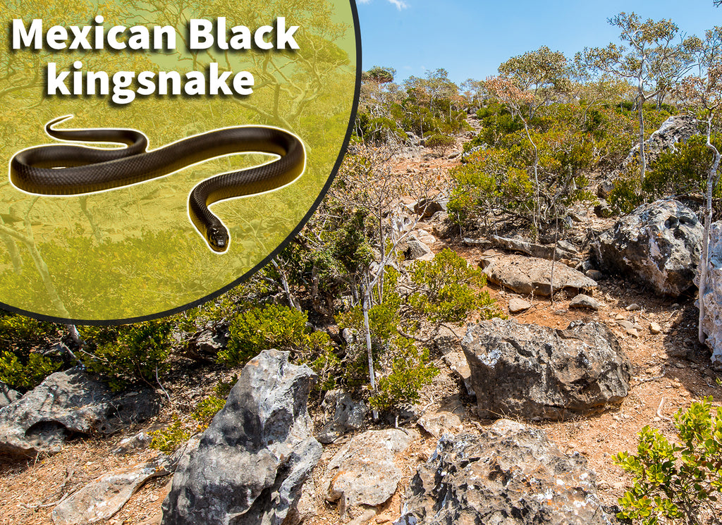 Mexican Black King Snake (Lampropeltis getula nigrita) Bioactive Vivarium Kit