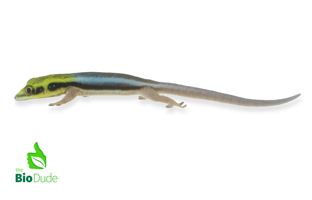 Phelsuma klemmeri (captive-bred) | Neon Day Gecko