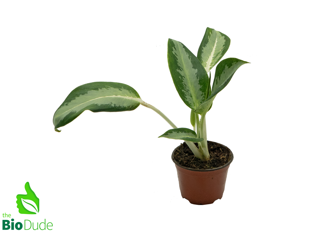 4" Pot Aglaonema Green Bowl