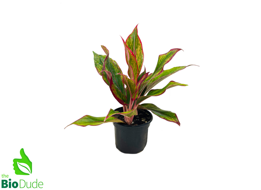 5" Pot Aglaonema Siam