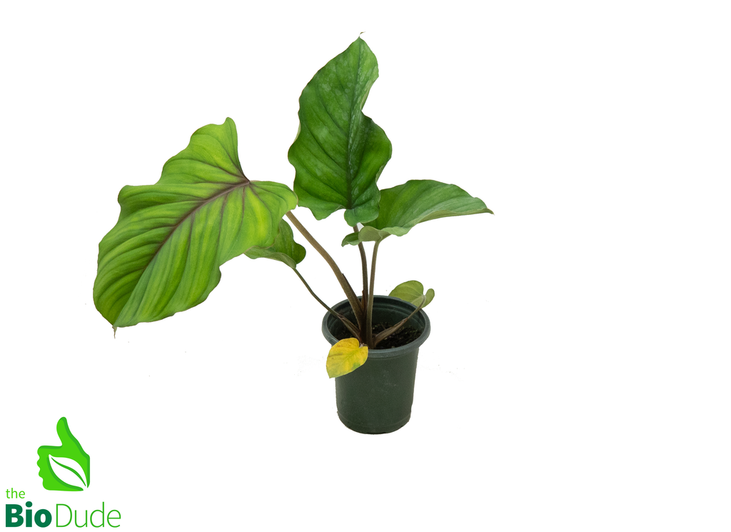 4" Pot Adelonema Red Velvet