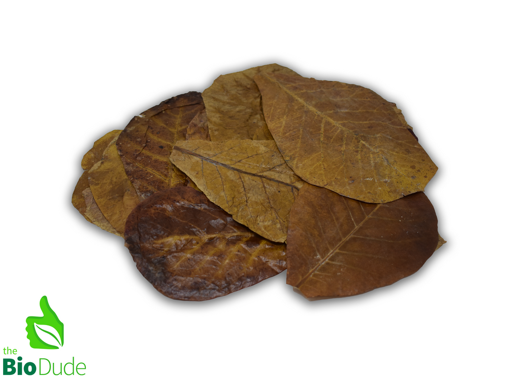 Colombian Leaf Litter - Indian Almond  Leaves - Terminialia Catappa. 15 count