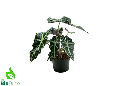6" Pot Alocasia Polly
