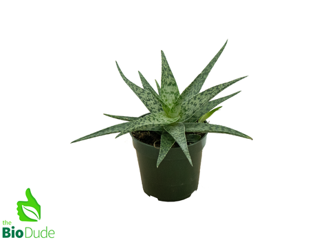 4" Pot Aloe White Fox