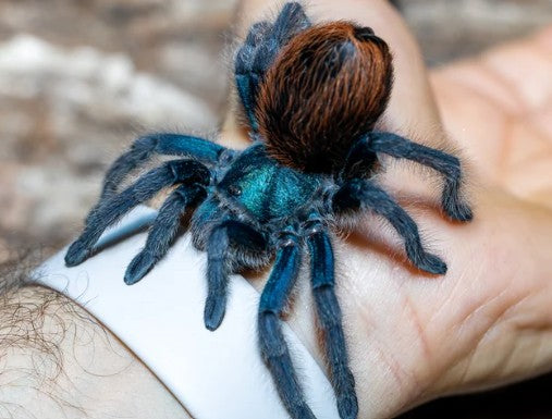 Aphonopelma mooreae – Mexican Jade Fuego Tarantula | Holy Grail New World Species | Live Arrival Guarantee | TDE