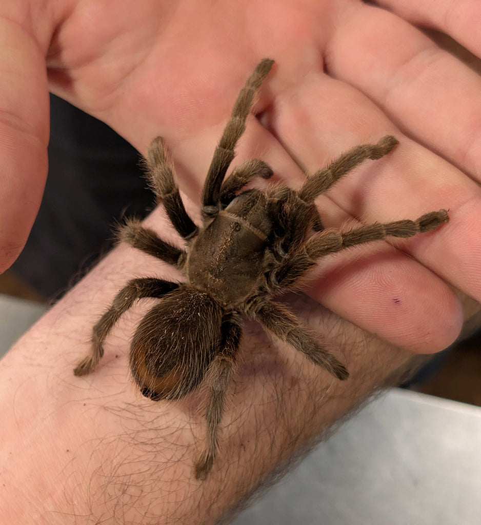 Aphonopelma steindachneri – Steindachner's Ebony Tarantula | Jet-Black New World Beauty | Live Arrival | TDE