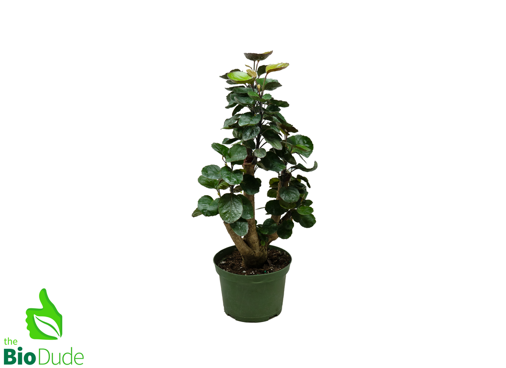 6" Pot Aralia Fabian