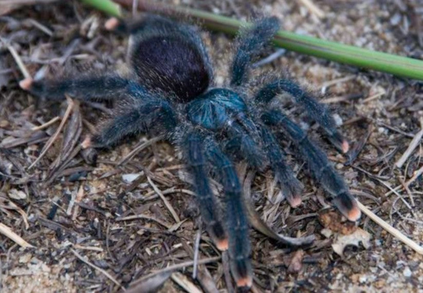 Avicularia avicularia M6 – Metallic Pink Toe Tarantula | Shimmering Morphotype | TDE