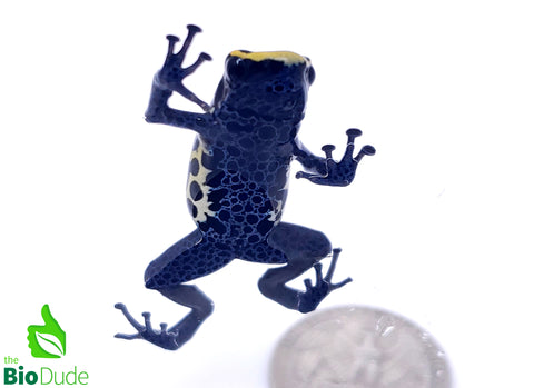 Dendrobates tinctorius ‘Bakhuis’ froglet