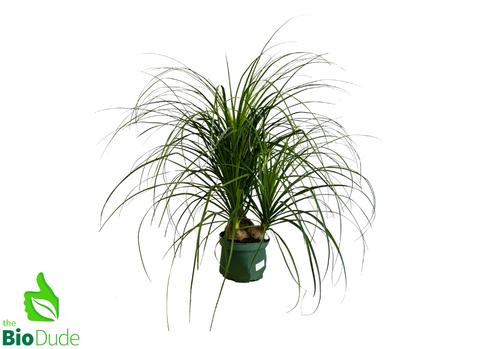 8" Pot Ponytail Palm