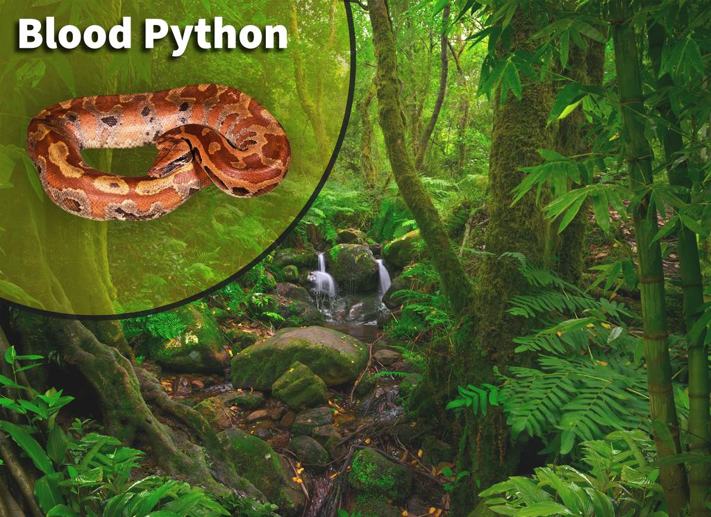 Blood Python (Python brongersmai) Bioactive Vivarium Kit